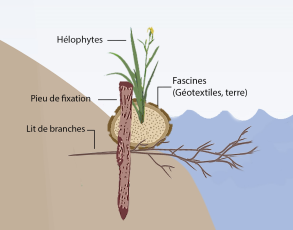 Fascines d'hélophytes